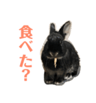 ハニー＆メイプル（個別スタンプ：7）