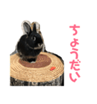 ハニー＆メイプル（個別スタンプ：9）
