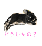 ハニー＆メイプル（個別スタンプ：11）