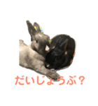 ハニー＆メイプル（個別スタンプ：13）