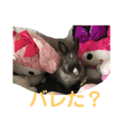 ハニー＆メイプル（個別スタンプ：15）