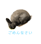 ハニー＆メイプル（個別スタンプ：16）