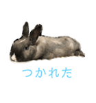 ハニー＆メイプル（個別スタンプ：21）