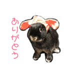 ハニー＆メイプル（個別スタンプ：22）