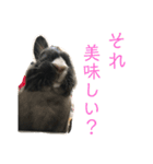 ハニー＆メイプル（個別スタンプ：23）