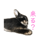 ハニー＆メイプル（個別スタンプ：25）