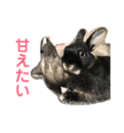 ハニー＆メイプル（個別スタンプ：28）