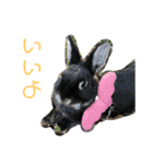 ハニー＆メイプル（個別スタンプ：31）