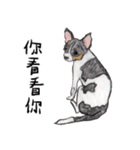 チワワの日常生活 絵本 色鉛筆（個別スタンプ：2）