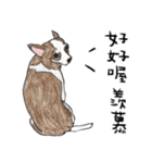 チワワの日常生活 絵本 色鉛筆（個別スタンプ：3）