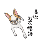 チワワの日常生活 絵本 色鉛筆（個別スタンプ：11）