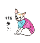 チワワの日常生活 絵本 色鉛筆（個別スタンプ：12）