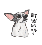 チワワの日常生活 絵本 色鉛筆（個別スタンプ：13）