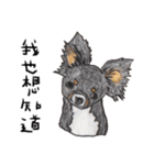 チワワの日常生活 絵本 色鉛筆（個別スタンプ：14）