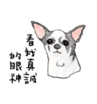 チワワの日常生活 絵本 色鉛筆（個別スタンプ：15）