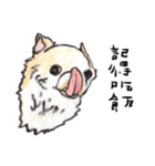 チワワの日常生活 絵本 色鉛筆（個別スタンプ：16）