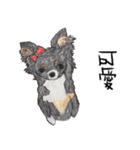 チワワの日常生活 絵本 色鉛筆（個別スタンプ：24）