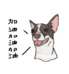 チワワの日常生活 絵本 色鉛筆（個別スタンプ：25）