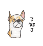 チワワの日常生活 絵本 色鉛筆（個別スタンプ：26）