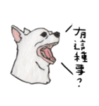 チワワの日常生活 絵本 色鉛筆（個別スタンプ：37）