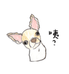 チワワの日常生活 絵本 色鉛筆（個別スタンプ：40）