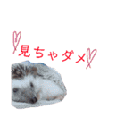 動物スタンプ2（個別スタンプ：11）