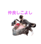 動物スタンプ2（個別スタンプ：20）