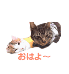 動物スタンプ2（個別スタンプ：22）