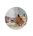 歴代ペットたち（個別スタンプ：3）