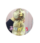 歴代ペットたち（個別スタンプ：5）