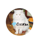 歴代ペットたち（個別スタンプ：7）