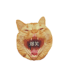 なな＆ろく（個別スタンプ：3）
