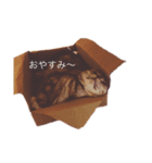 なな＆ろく（個別スタンプ：7）