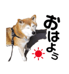 柴犬ときどき十姉妹の毎日スタンプ（個別スタンプ：1）