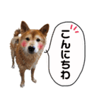 柴犬ときどき十姉妹の毎日スタンプ（個別スタンプ：2）