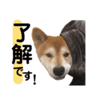 柴犬ときどき十姉妹の毎日スタンプ（個別スタンプ：3）