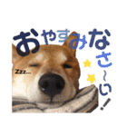 柴犬ときどき十姉妹の毎日スタンプ（個別スタンプ：4）