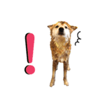 柴犬ときどき十姉妹の毎日スタンプ（個別スタンプ：5）
