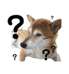 柴犬ときどき十姉妹の毎日スタンプ（個別スタンプ：6）