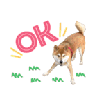 柴犬ときどき十姉妹の毎日スタンプ（個別スタンプ：7）