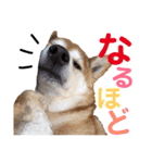 柴犬ときどき十姉妹の毎日スタンプ（個別スタンプ：9）