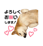 柴犬ときどき十姉妹の毎日スタンプ（個別スタンプ：11）