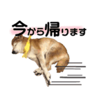 柴犬ときどき十姉妹の毎日スタンプ（個別スタンプ：12）