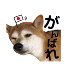 柴犬ときどき十姉妹の毎日スタンプ（個別スタンプ：13）
