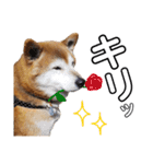 柴犬ときどき十姉妹の毎日スタンプ（個別スタンプ：20）