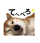 柴犬ときどき十姉妹の毎日スタンプ（個別スタンプ：21）