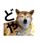 柴犬ときどき十姉妹の毎日スタンプ（個別スタンプ：23）
