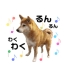 柴犬ときどき十姉妹の毎日スタンプ（個別スタンプ：24）