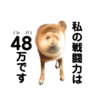柴犬ときどき十姉妹の毎日スタンプ（個別スタンプ：25）
