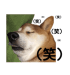 柴犬ときどき十姉妹の毎日スタンプ（個別スタンプ：26）